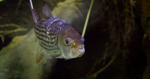 Tigerfish Stock Footage ~ Royalty Free Stock Videos
