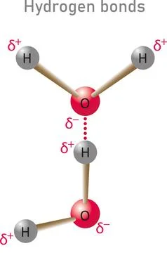 Hydrogen bonds Stock Illustration