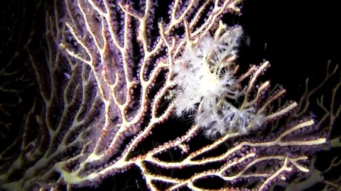 Hydroid decorator crab  carrying some tips of the hydroid Indonesia Video stock 78973694