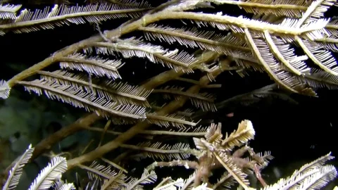 Hydroid decorator crab carrying some tips of the hydroid Indonesia Video stock 78975255