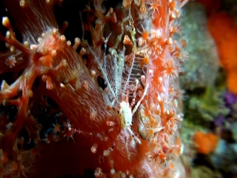 Hydroid decorator crab  carrying some tips of the hydroid Indonesia Stock Footage 79302239