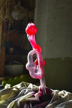 Hydrolock operation in the process of fermentation of young wine Stock Photos