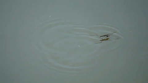 Hydrometra Stock Footage 82183403