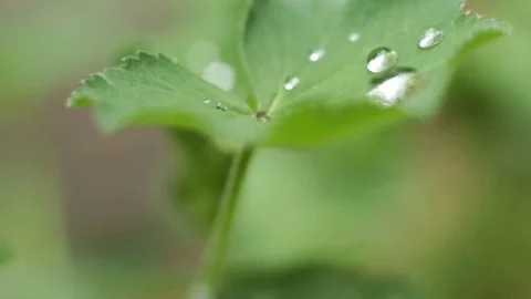 Hydrophobic leaves Stock Footage 75872052