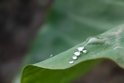 Hydrophobicity concept - Tiny water drops slipping from a green leaf. Stock Photos