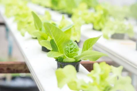 The Hydrophonic vegetable Stock Photos