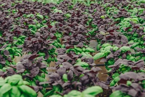 Hydroponic Basil In Controlled Environment, Urban Farm Produces Fresh Herbs With Stock Photos