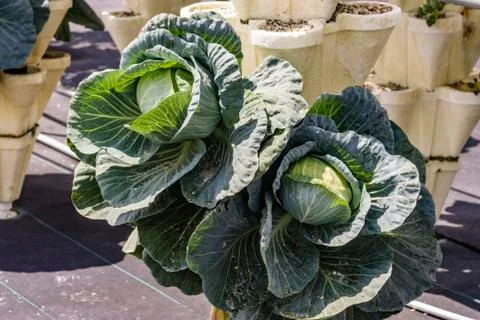 Hydroponic cabbage ready to harvest Stock Photos