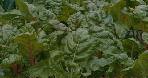 Hydroponic Chard Stock Footage 94688463