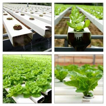 Hydroponic collage Stock Photos