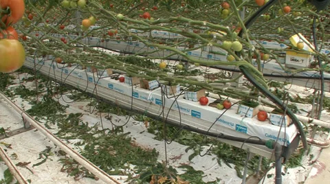 Hydroponic container gardening tomatoes Stock Footage 35951034