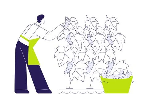 Hydroponic cucumber production abstract concept vector illustration. Stock Illustration