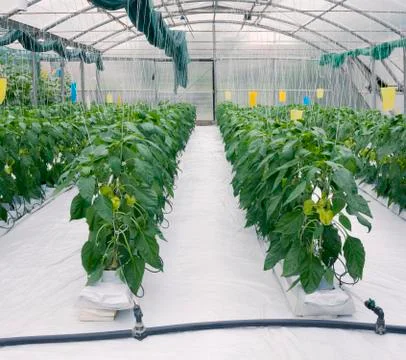 Hydroponic Cultivation Stock Photos