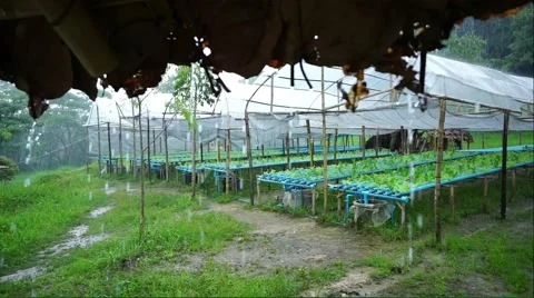 Hydroponic farm at the backyard Video stock 55629909