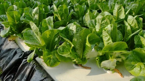 Hydroponic farm Stock Footage 90742935