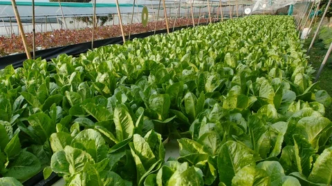 Hydroponic farm Stock Footage 90743177