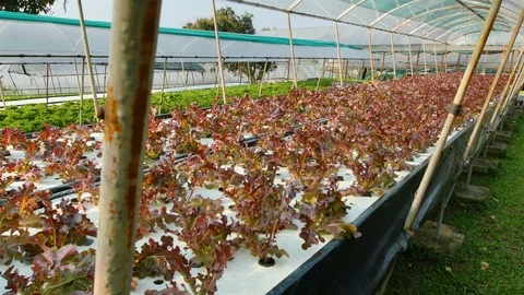Hydroponic farm Stock Footage 90745490