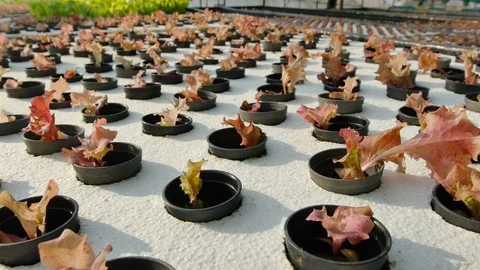 Hydroponic farm Stock Footage 90745615