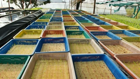 Hydroponic farm Stock Footage 90746595