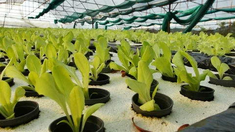 Hydroponic farm Stock Footage 90746698