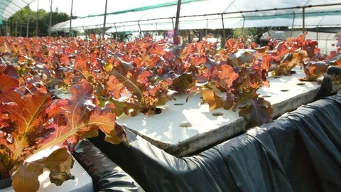 Hydroponic farm Stock Footage 90748123