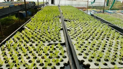 Hydroponic farm Stock Footage 90753361