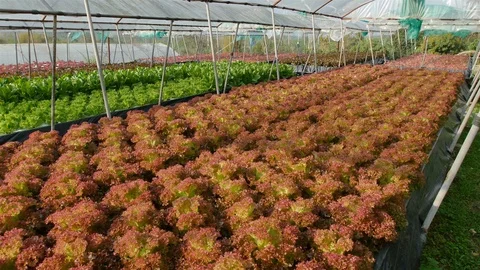 Hydroponic farm Stock Footage 90799508