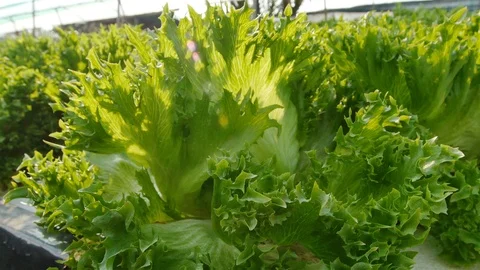 Hydroponic farm Stock Footage 90807186