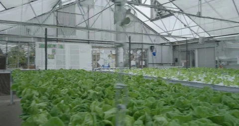 Hydroponic Farm Stock Footage 94688544