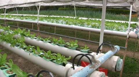 HYDROPONIC FARM Garden Grow Vegetable Cultivation Crop Agricultural Technology Stock Footage