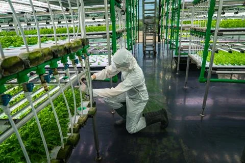 Hydroponic farm worker Stock Photos