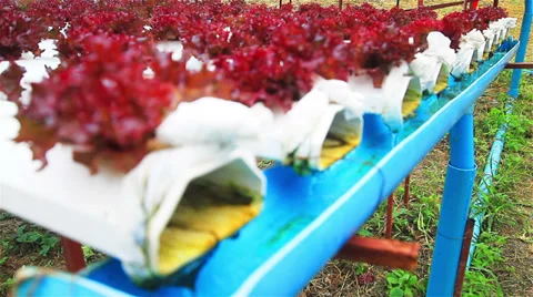 Hydroponic Video stock 33327946