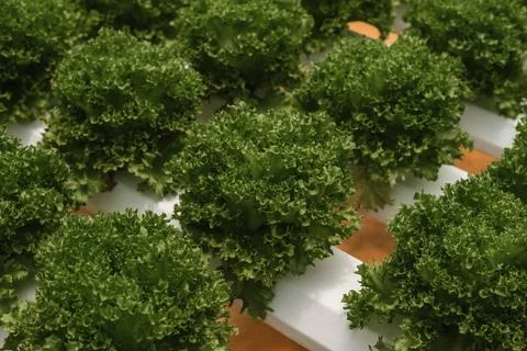 Hydroponic Green Frilly Lettuce Rows Foto stock