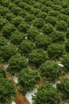 Hydroponic Green Frilly Lettuce Rows Stockfoto's