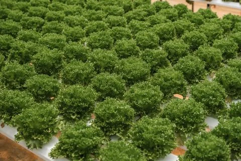 Hydroponic Green Frilly Lettuce Rows Stock-Fotos