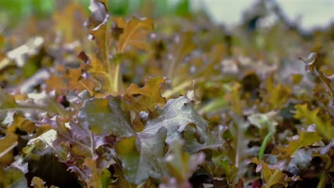 Hydroponic greenhouse with rows of nutritious crops Stock Footage 249151390