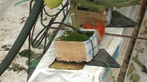 Hydroponic grow boxes for growing tomatoes Stock Footage 35951368