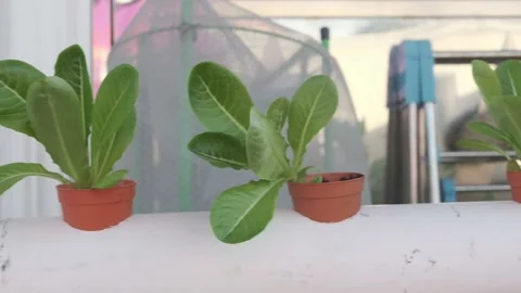 Hydroponic Holticulture Stock Footage 131536406