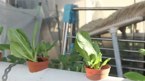Hydroponic Holticulture Stock Footage 131536430