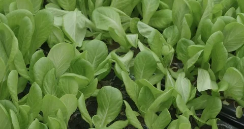 Hydroponic Leaves Stock Footage 94688333