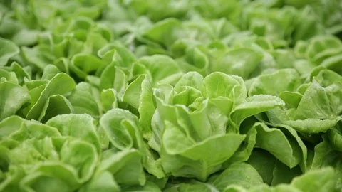 Hydroponic lettuce close up Vidéo 103799706