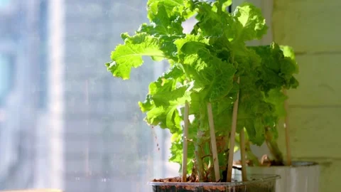 Hydroponic lettuce growing on a windowsill in a plastic pot. Stock Footage 314834141