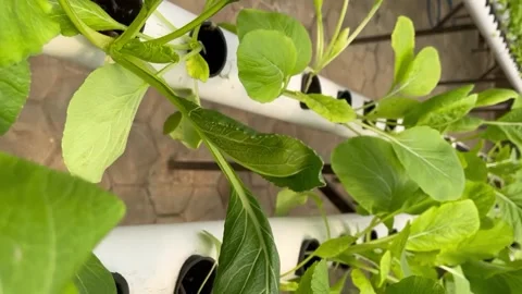 Hydroponic lettuce in a hydroponic pipe in the yard Stock Footage 255898242