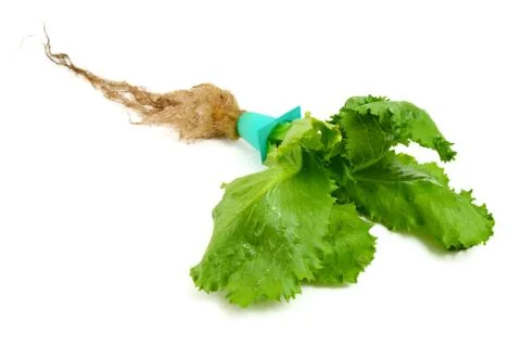 Hydroponic lettuce Stock Photos