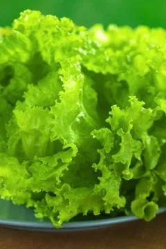 Hydroponic lettuce Stock Photos