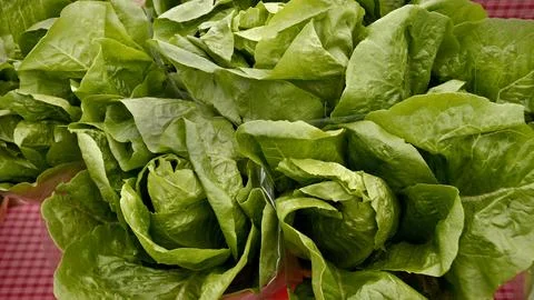 Hydroponic Lettuce 스톡 사진