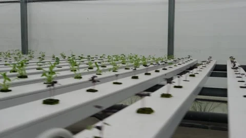 Hydroponic Lettuce Seedlings Growing in Modern Greenhouse System Stock Footage 328717484