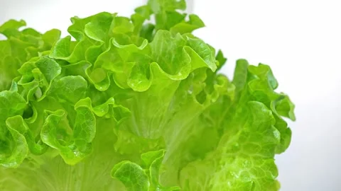 Hydroponic of lettuce with white interior of the farm hydroponics. Stock Footage 304942018