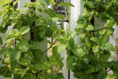 Hydroponic Mint Leaves Foto stock