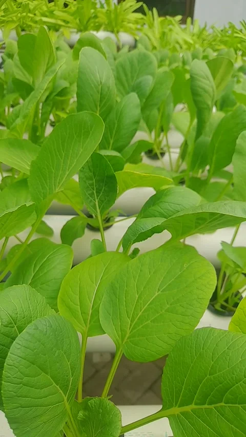 Hydroponic mustard greens Stock Footage 273422463